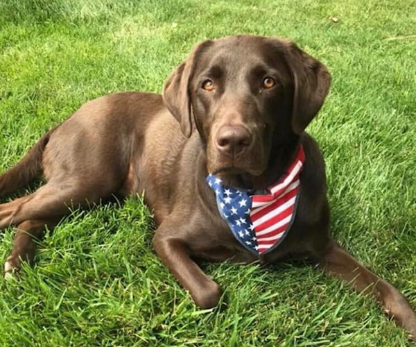 Aspen laying in the grass