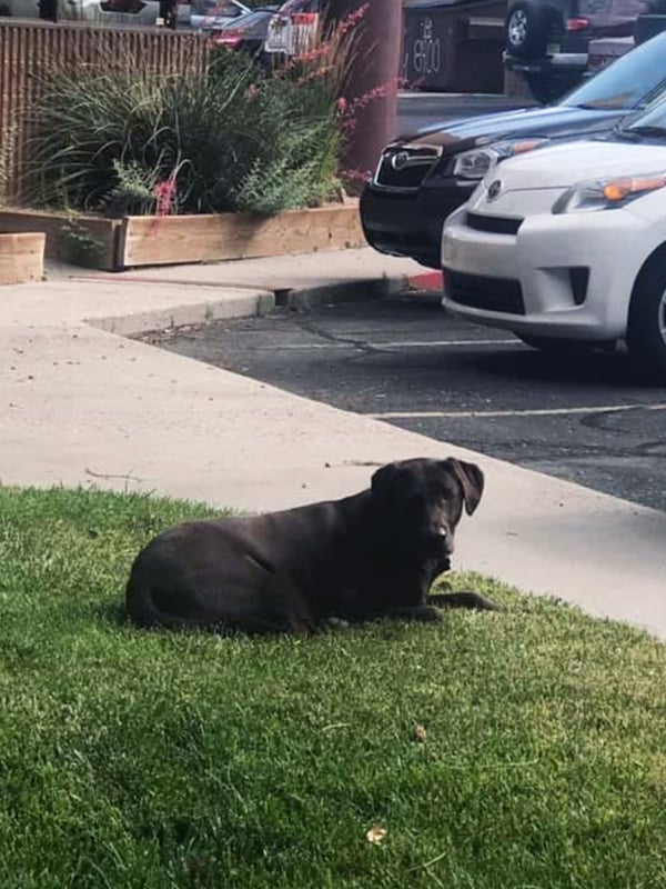 Aspen laying in the grass