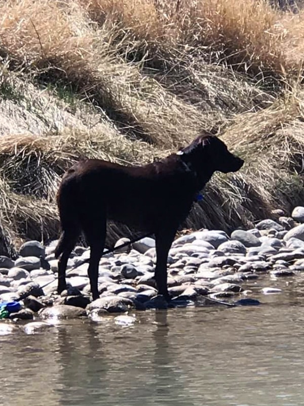 Aspen standing by a creek