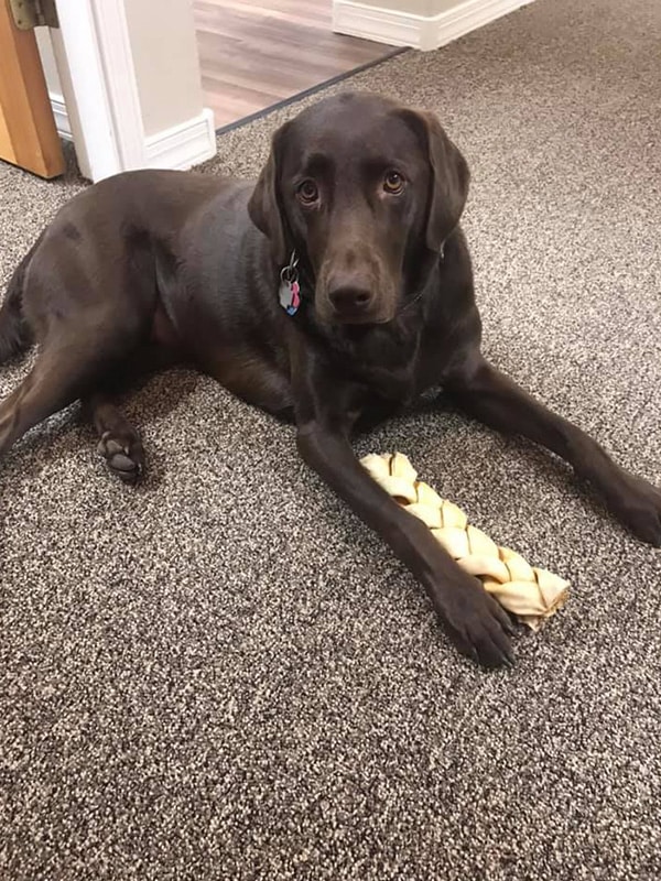 Aspen laying on the floor with her toy