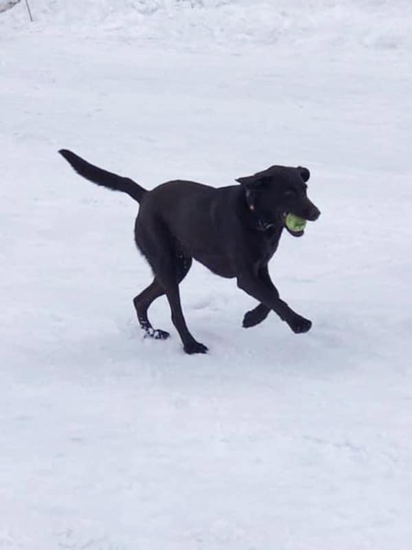 Aspen playing in the snow