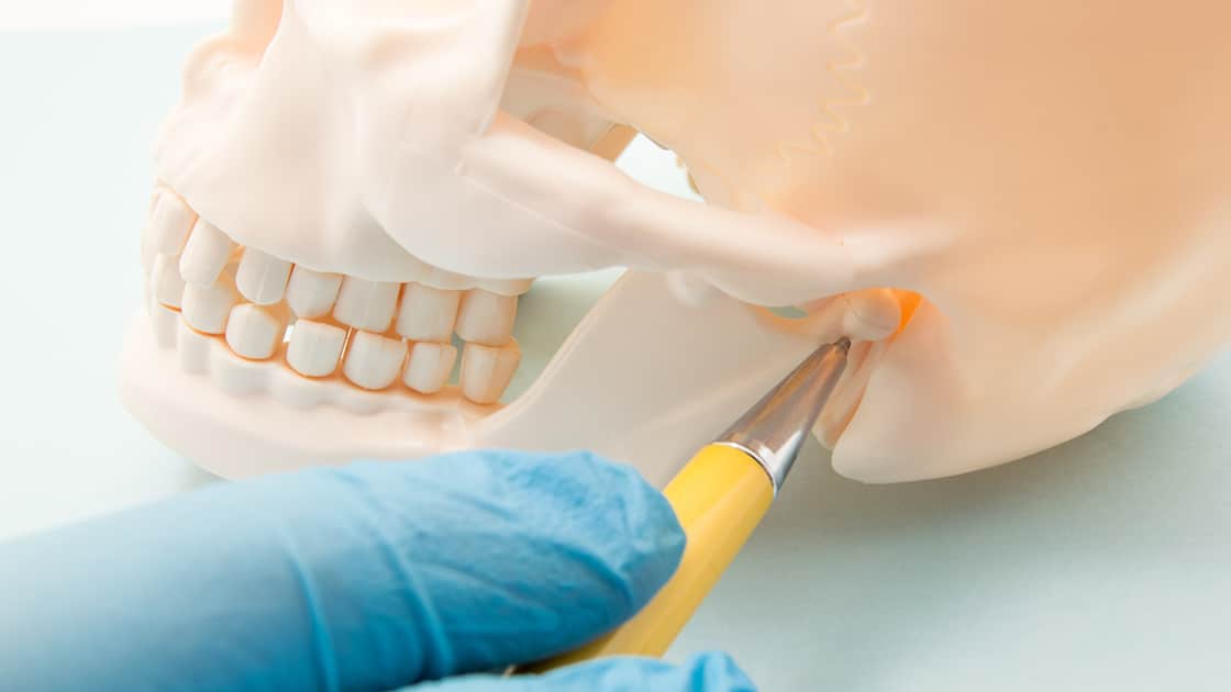 Pointing to the temporomandibular joint (TMJ) on a model school